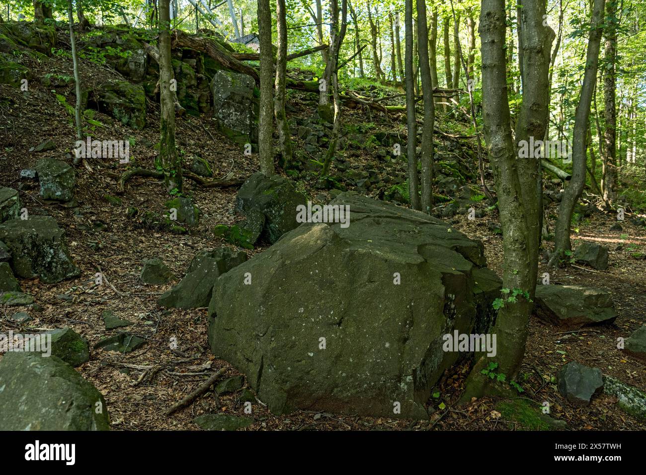 Block heap, block of basalt rock, volcanic basanite, beech forest, summit of Hoherodskopf mountain, Tertiary volcano, Schotten, Vogelsberg Volcanic Stock Photo