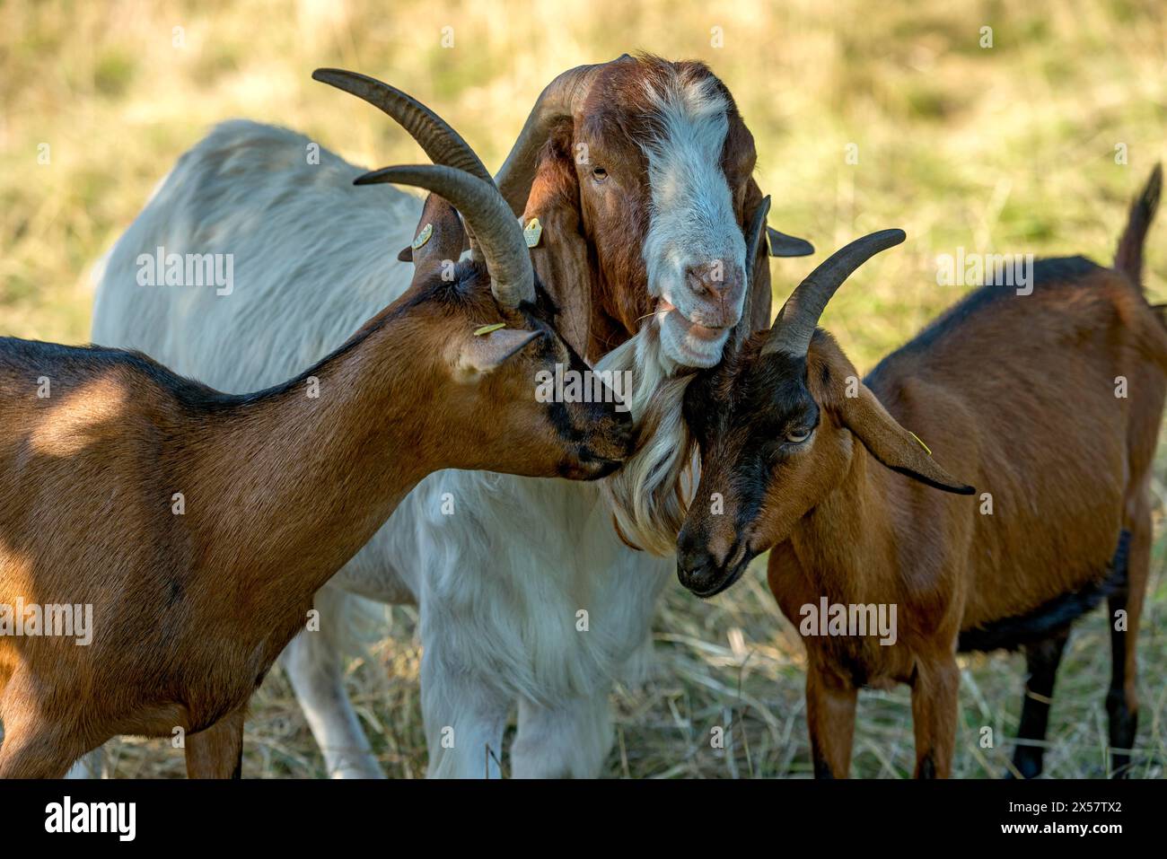 Goats (Capra), Boer goats, goats courting buck with long beard, scent, pasture with dry grass, summit mountain Hoherodskopf, Tertiary volcano Stock Photo