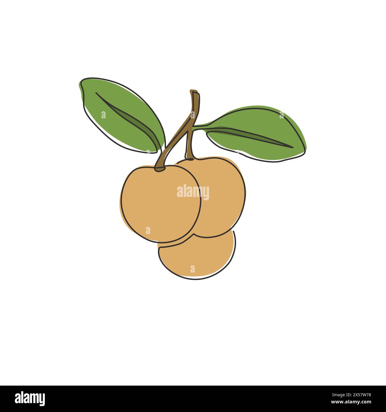 One continuous line drawing of whole healthy organic longan for orchard ...