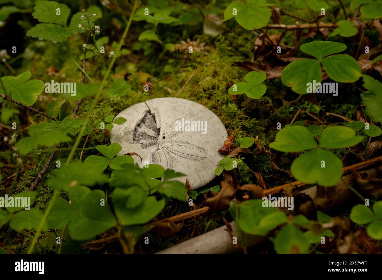 Misplaced Sand Dollar Sits on Moss in Olympic Forest near the Hoh Stock Photo
