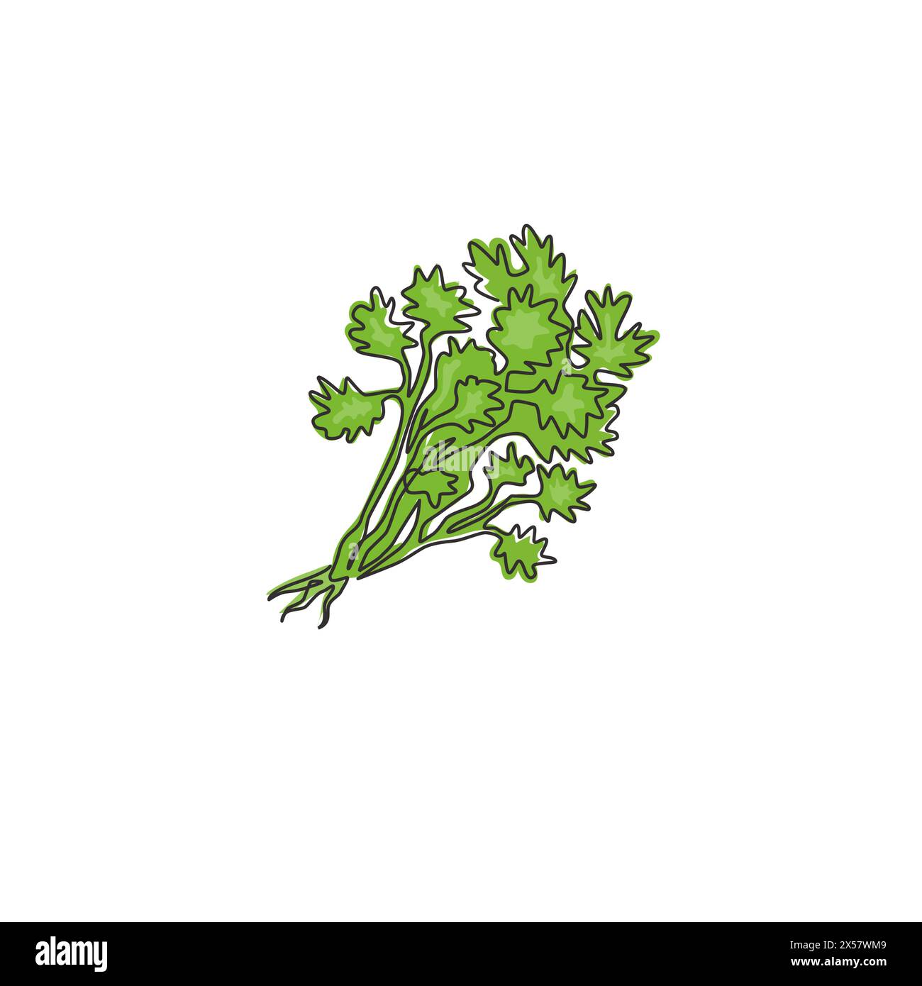 Single continuous line drawing of tied bunch healthy organic coriander leaf for logo identity. Fresh cilantro concept for vegetable icon. Modern one l Stock Vector