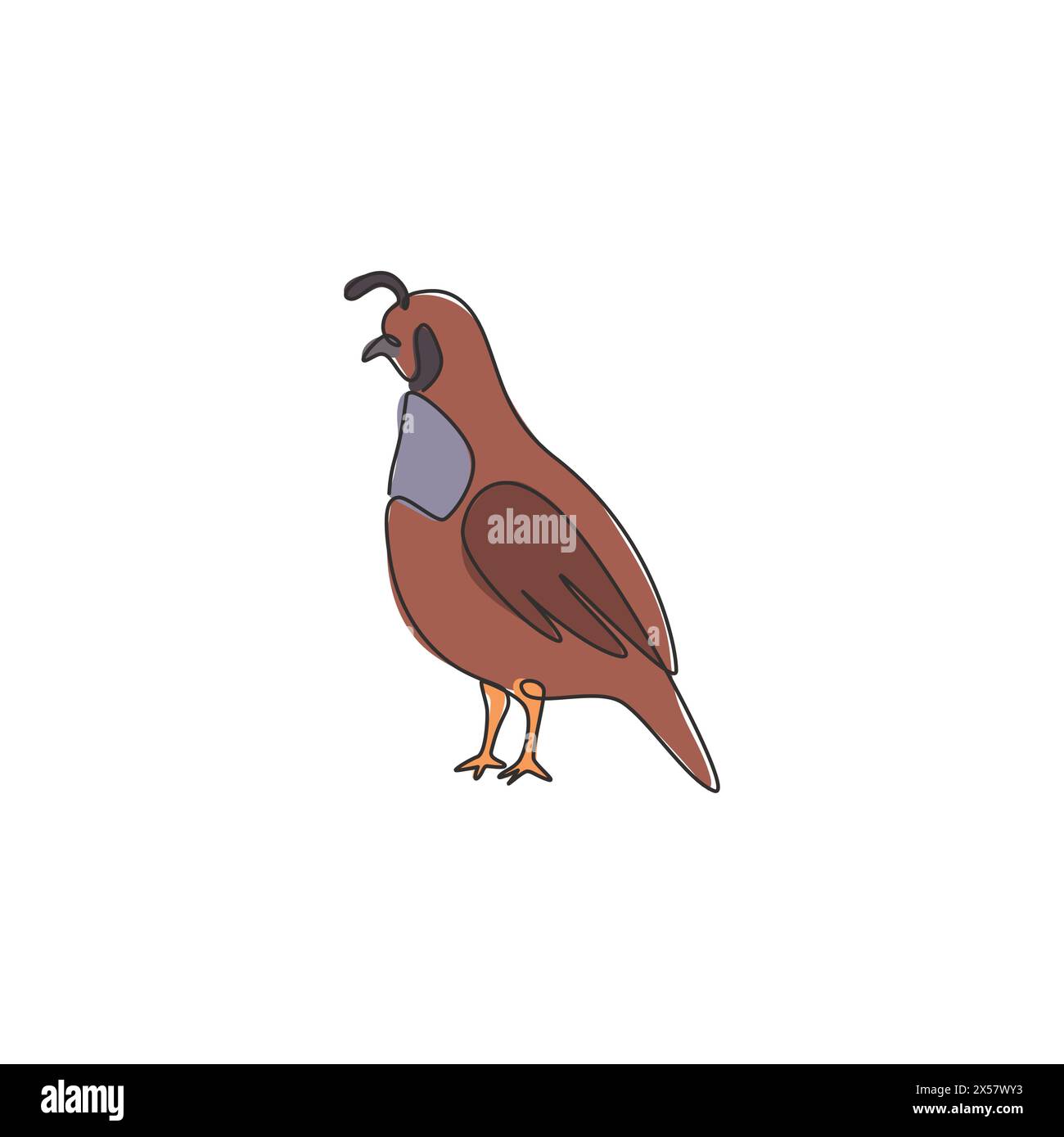 One single line drawing of adorable California valley quail for poultry logo identity. Dust bath bird mascot concept for national zoo icon. Modern con Stock Vector