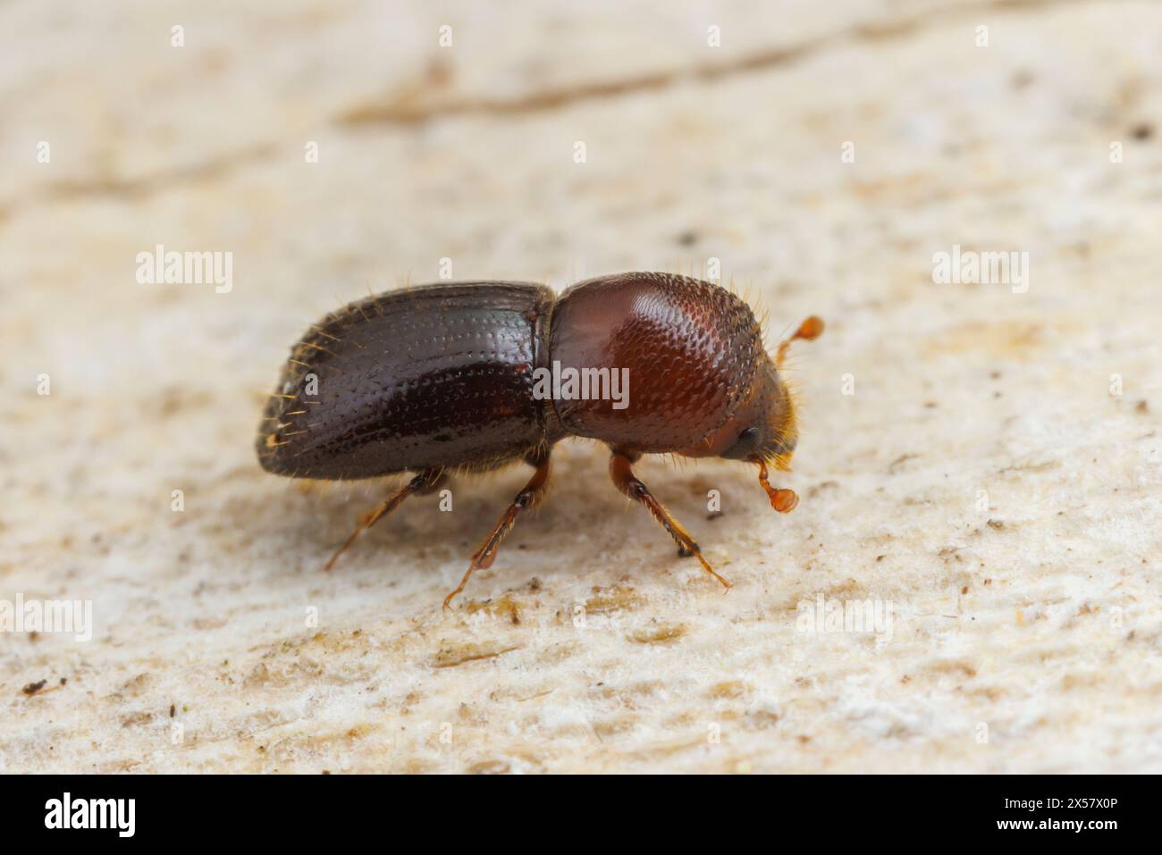 Euwallacea validus, an ambrosia beetle native to Asia, adventive in North America. Stock Photo