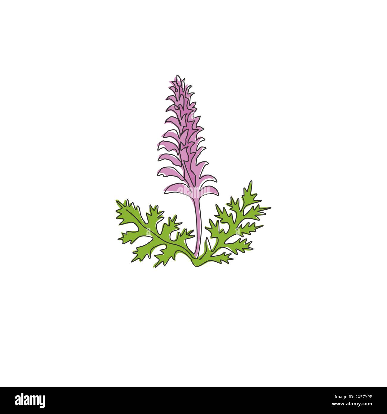 Single continuous line drawing of beauty fresh bear's breeches for garden logo. Decorative acanthus flower concept for floral invitation card frame. M Stock Vector