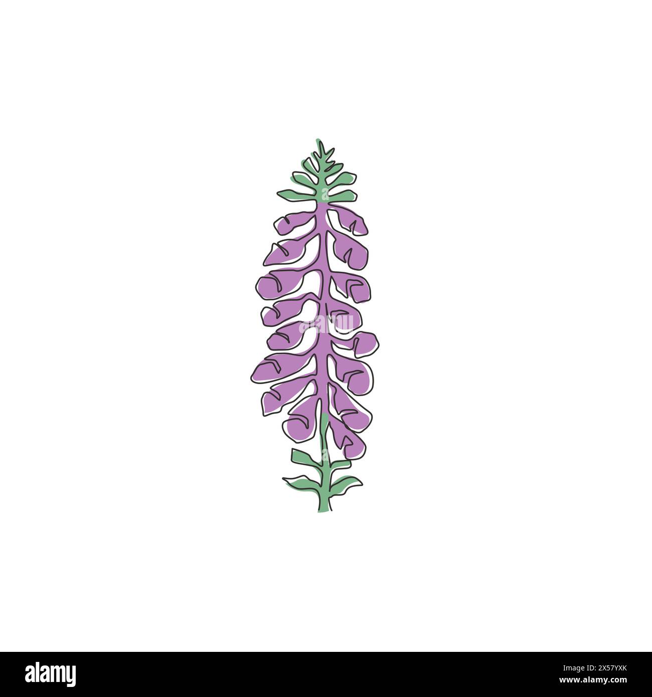 Lilium Montanum & Digitalis flower リトグラフ Lilium Montanum & Digitalis flower リトグラフ Lilium