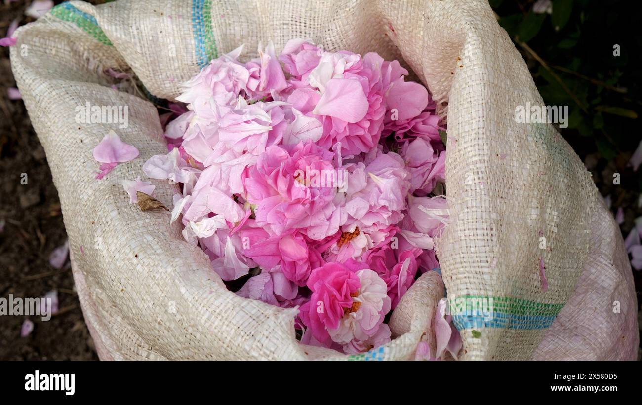 Bags with rose petals collected for organic essential rose oil obtained by steam distillation Stock Photo