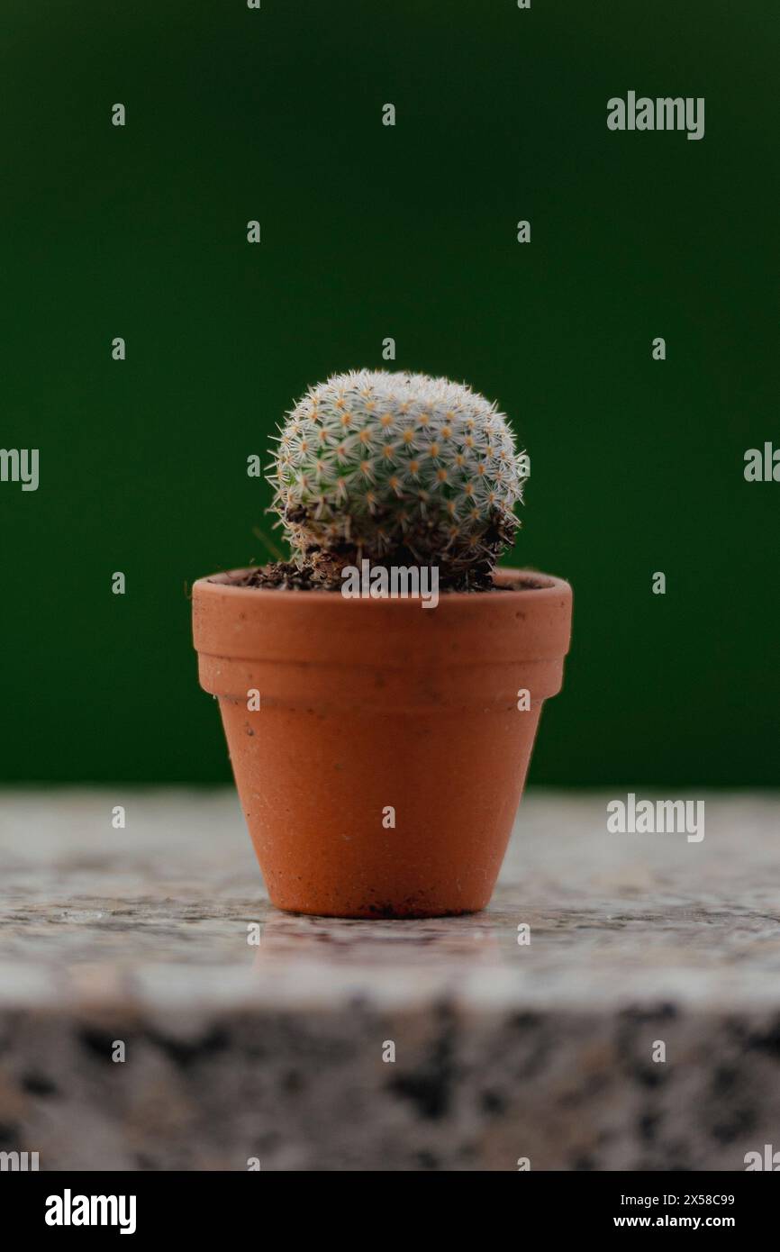 Pseudoperbella hi-res stock photography and images - Alamy