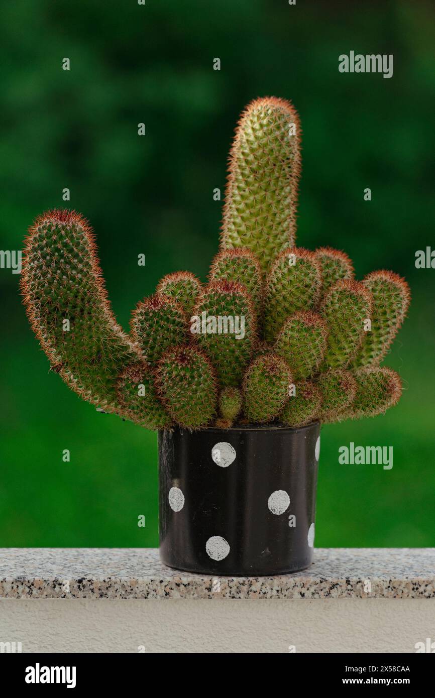 This charming photograph captures a solitary mammillaria spinosissima cactus nestled in a pot against a lush natural green background. Stock Photo