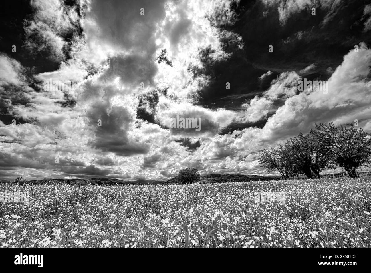 View meadow white flower Black and White Stock Photos & Images - Alamy