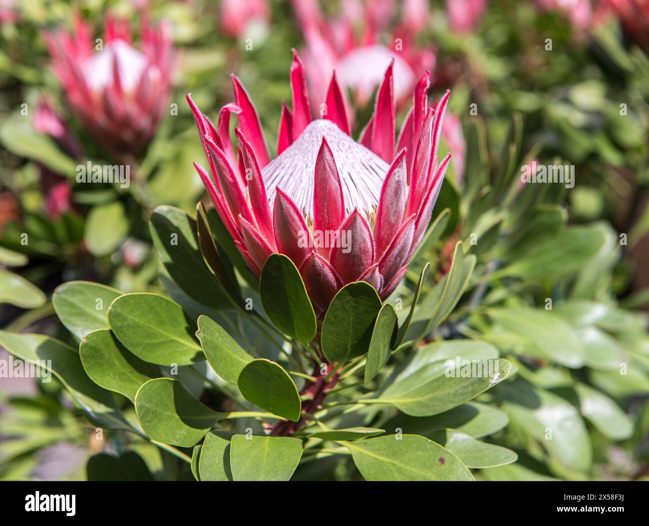 Protea cynaroides plant with flower. Is the national flower of South Africa. Stock Photo