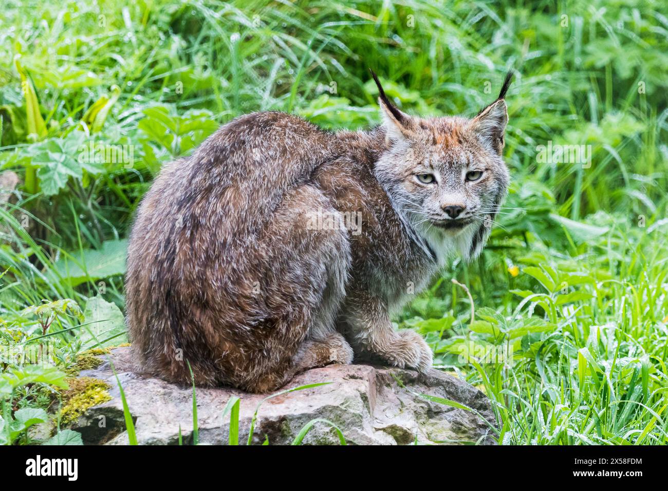 An adult Canada Lynx pictured on a large rock surrounded by grass. Stock Photo