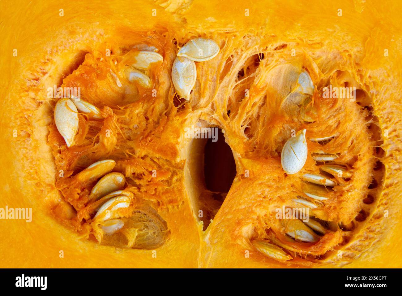 closeup cut in half pumpkin with seeds Stock Photo