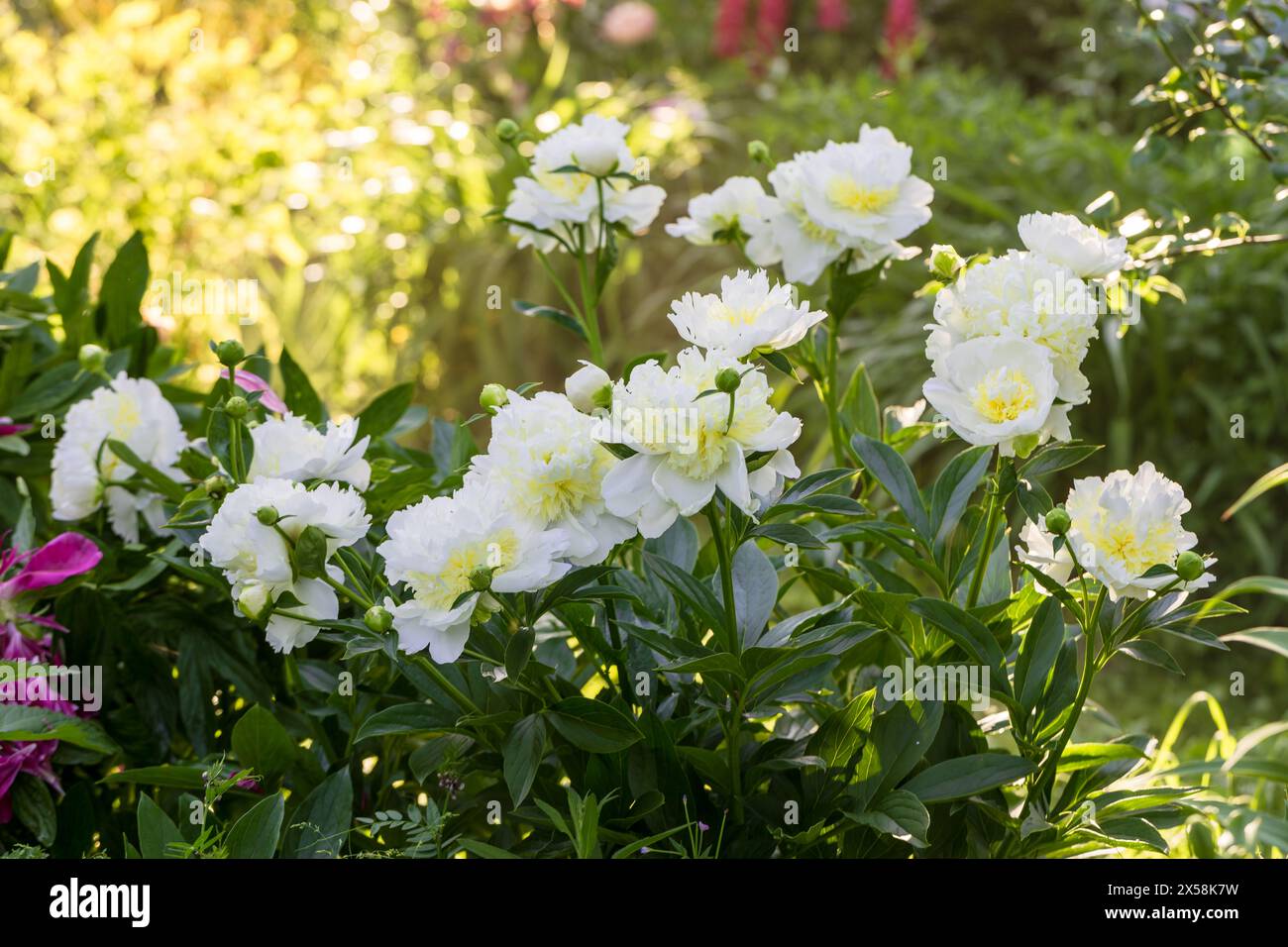 Blooming bush of bomb-shaped white and yellow peonies in the garden. High quality photo Stock Photo