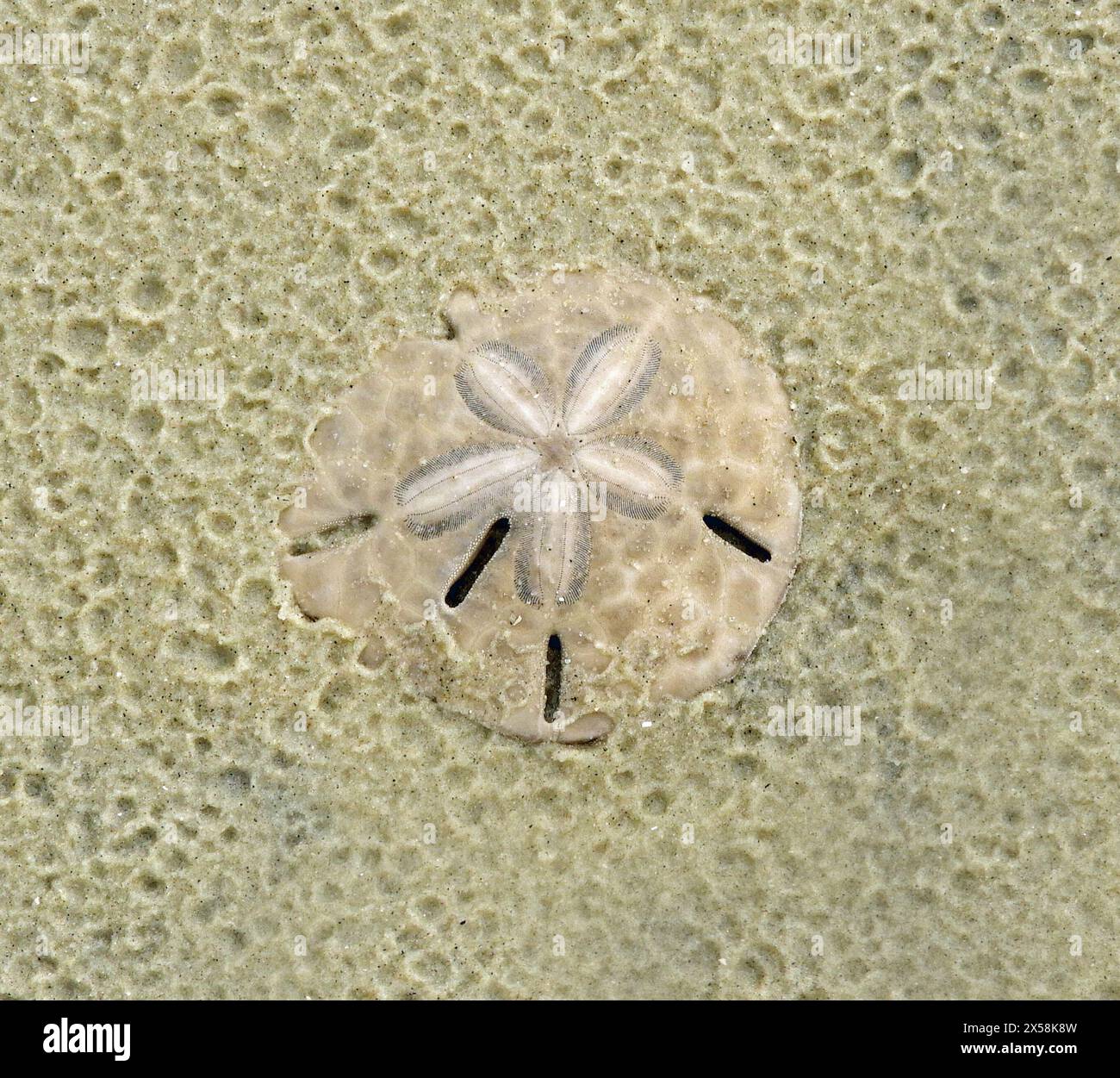close up of a  sand dollar found at low tide on south end beach, jekyll island,  in south georgia Stock Photo