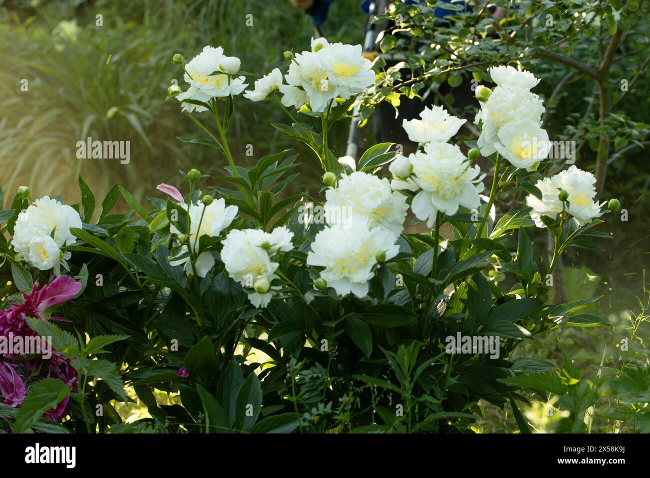 Blooming bush of bomb-shaped white and yellow peonies in the garden. High quality photo Stock Photo