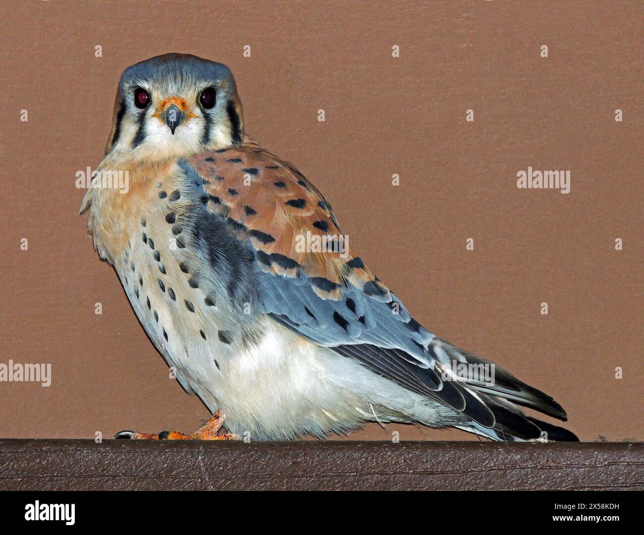 closeup of colorful male american kestrel perched next to a house  in broomfield, colorado Stock Photo