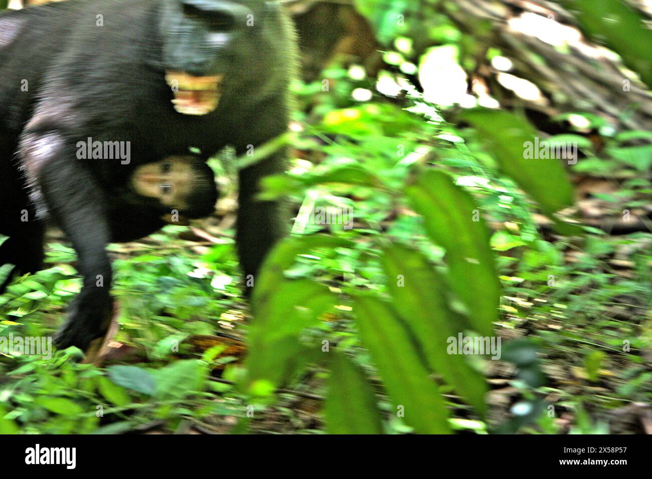 A blackcrested macaque (Macaca nigra) female shows its teeth to