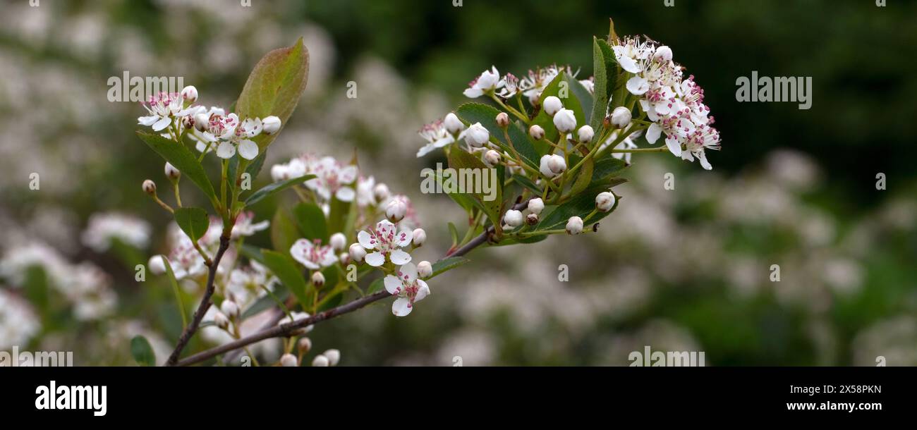 Panorama of flowers of Aronia melanocarpa 'Hugin' in a garden in early summer Stock Photo