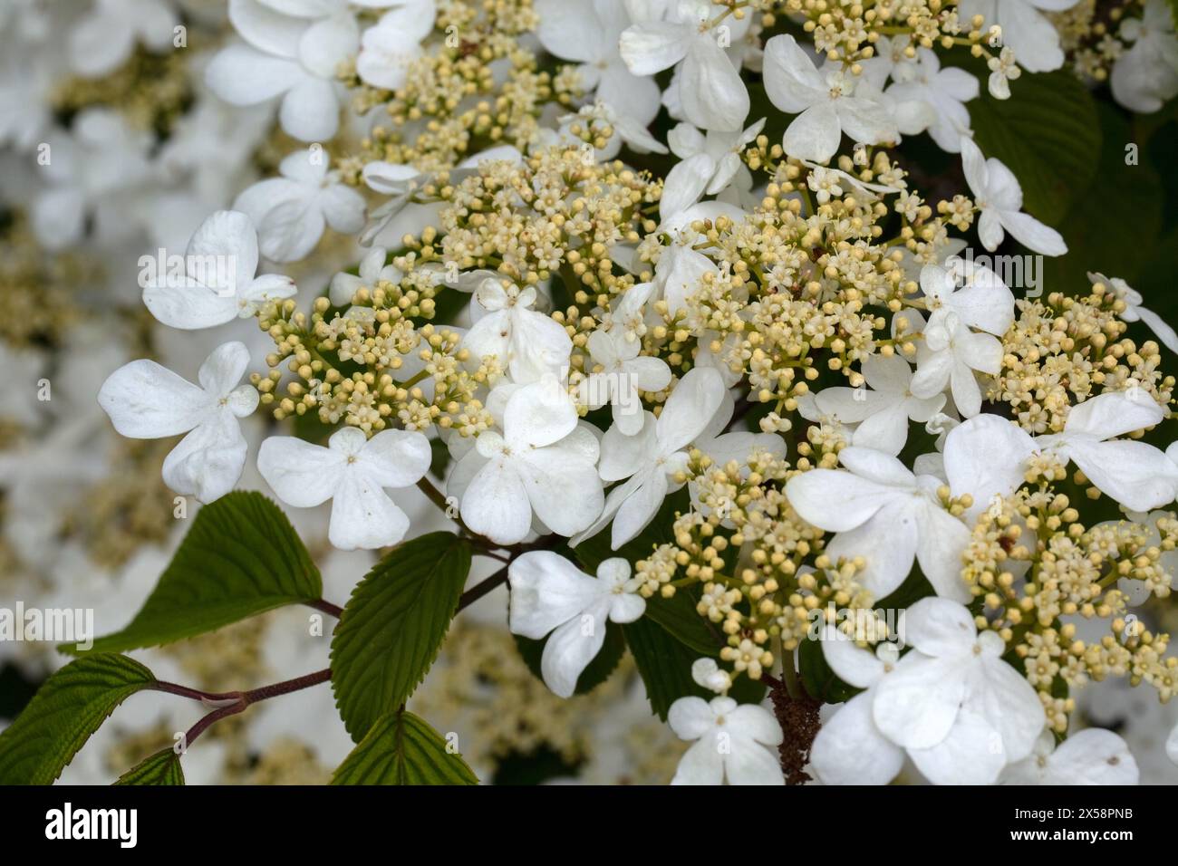 Closeup of flowers of Japanese snowball bush (Viburnum plicatum f. tomentosum 'Mariesii') in a garden in spring Stock Photo
