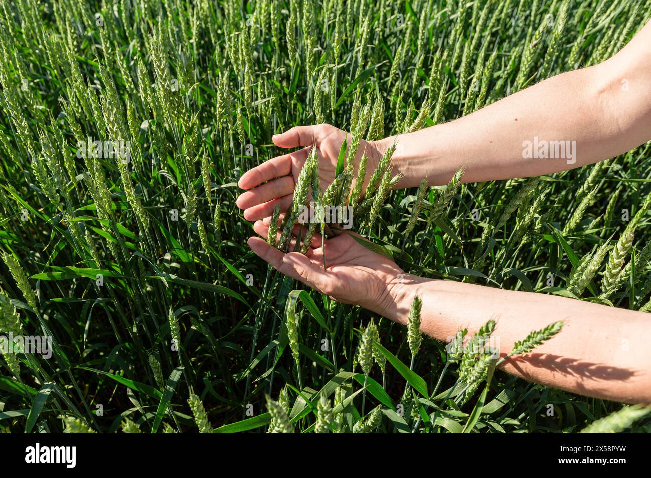 Farmer touching crop hand hi-res stock photography and images - Alamy