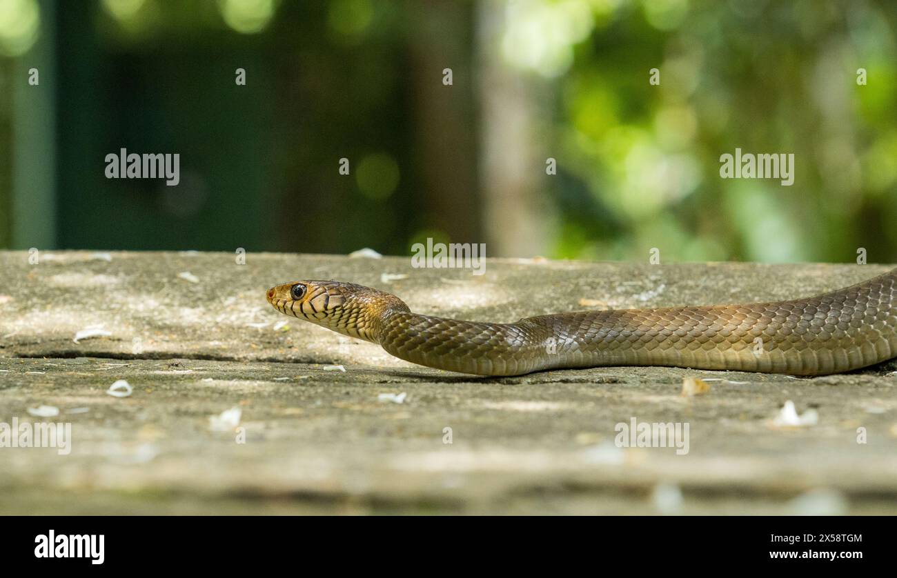 Unseen guest hires stock photography and images Alamy