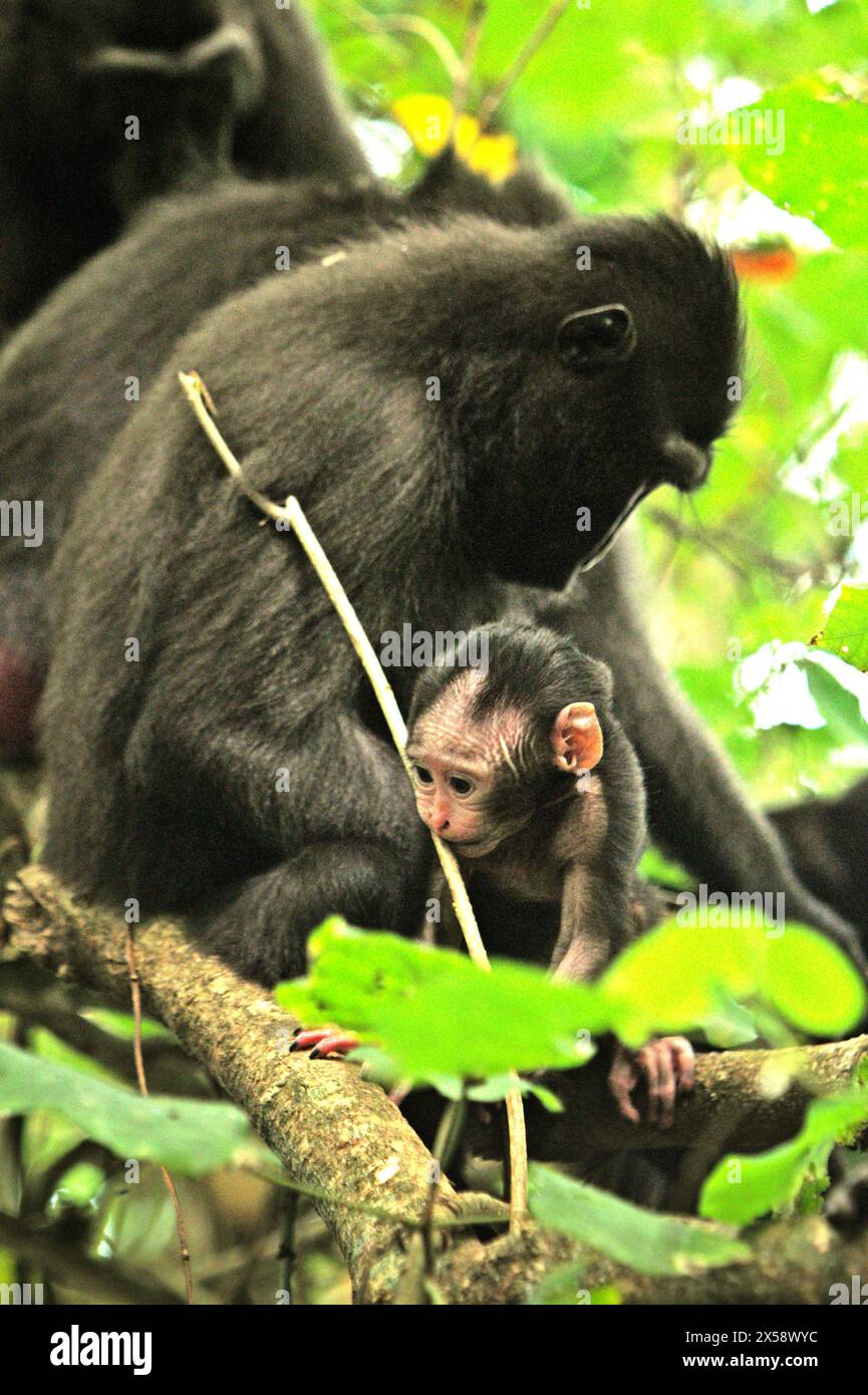 An offspring of black-crested macaque (Macaca nigra) moves away from its mother, as its group is resting and having social interaction on a tree branch in Tangkoko forest, North Sulawesi, Indonesia. Climate change is one of the main factors affecting biodiversity worldwide at an alarming rate according to a team of scientists led by Antonio Acini Vasquez-Aguilar in their March 2024 paper on Environ Monit Assess. The International Union for Conservation of Nature (IUCN) also says that rising temperatures have led to ecological, behavioral, and physiological changes in wildlife species and... Stock Photo