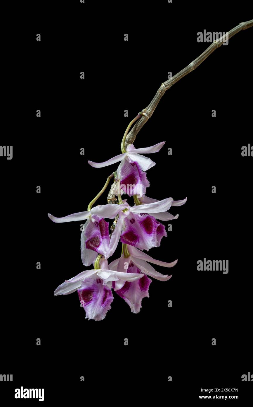 Closeup vertical view of white pink and purple cluster of flowers of epiphytic tropical orchid species dendrobium anosmum isolated on black background Stock Photo