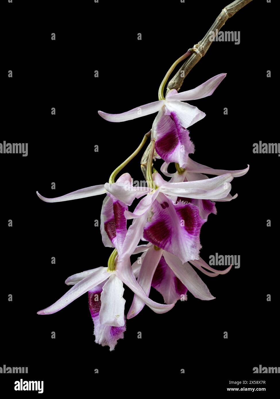 Closeup view of bright pink purple and white flowers of epiphytic tropical orchid species dendrobium anosmum isolated on black background Stock Photo