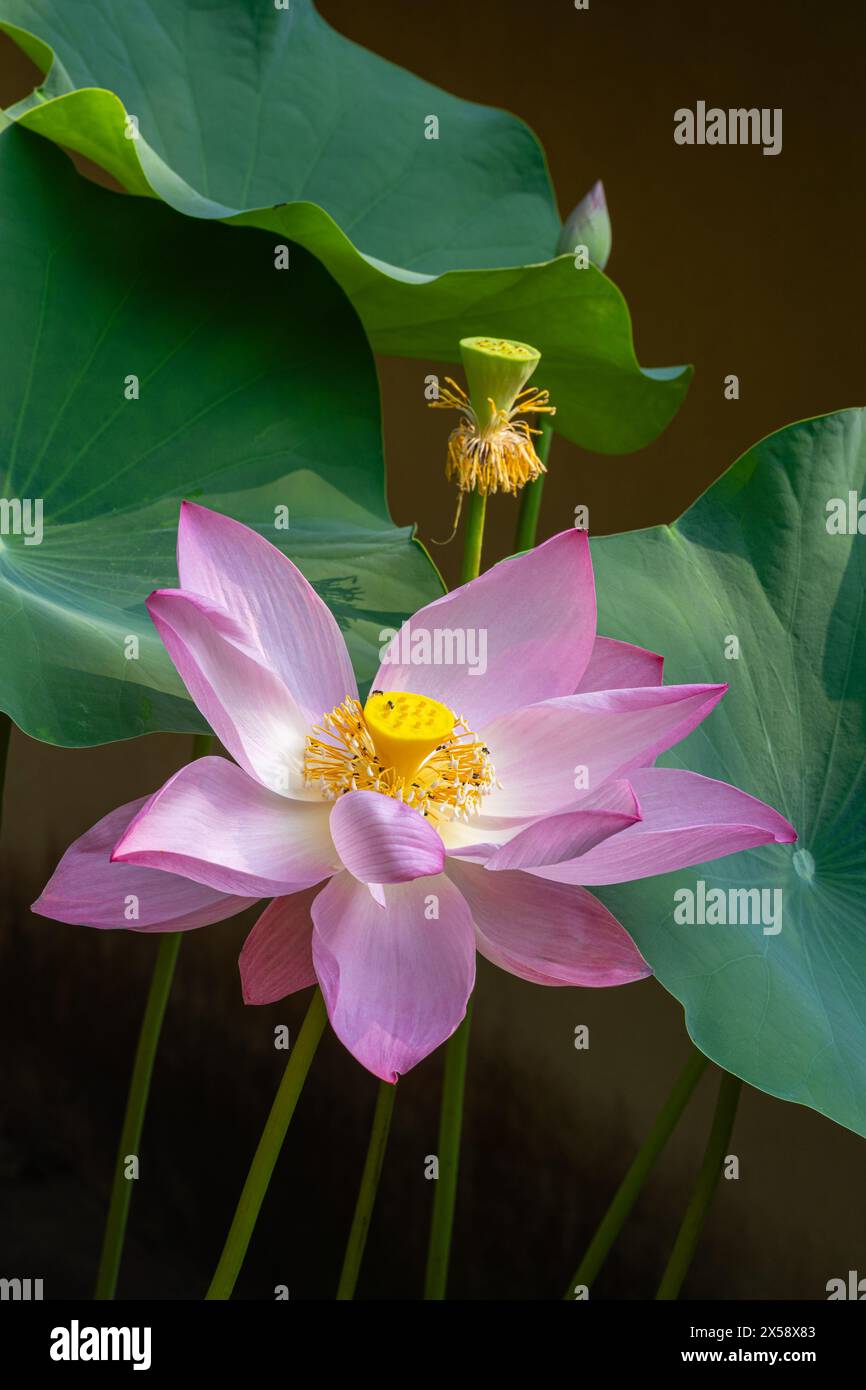 Closeup vertical view of delicate pink lotus nelumbo nucifera flower, pod, bud and foliage in tropical garden Stock Photo