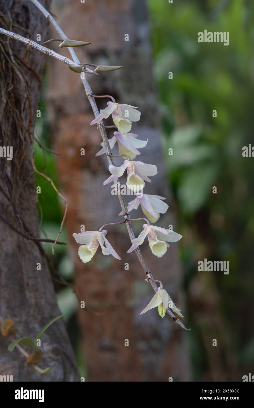 Closeup vertical view of delicate creamy white and purple pink flowers of dendrobium aphyllum epiphytic orchid species blooming in tropical garden Stock Photo
