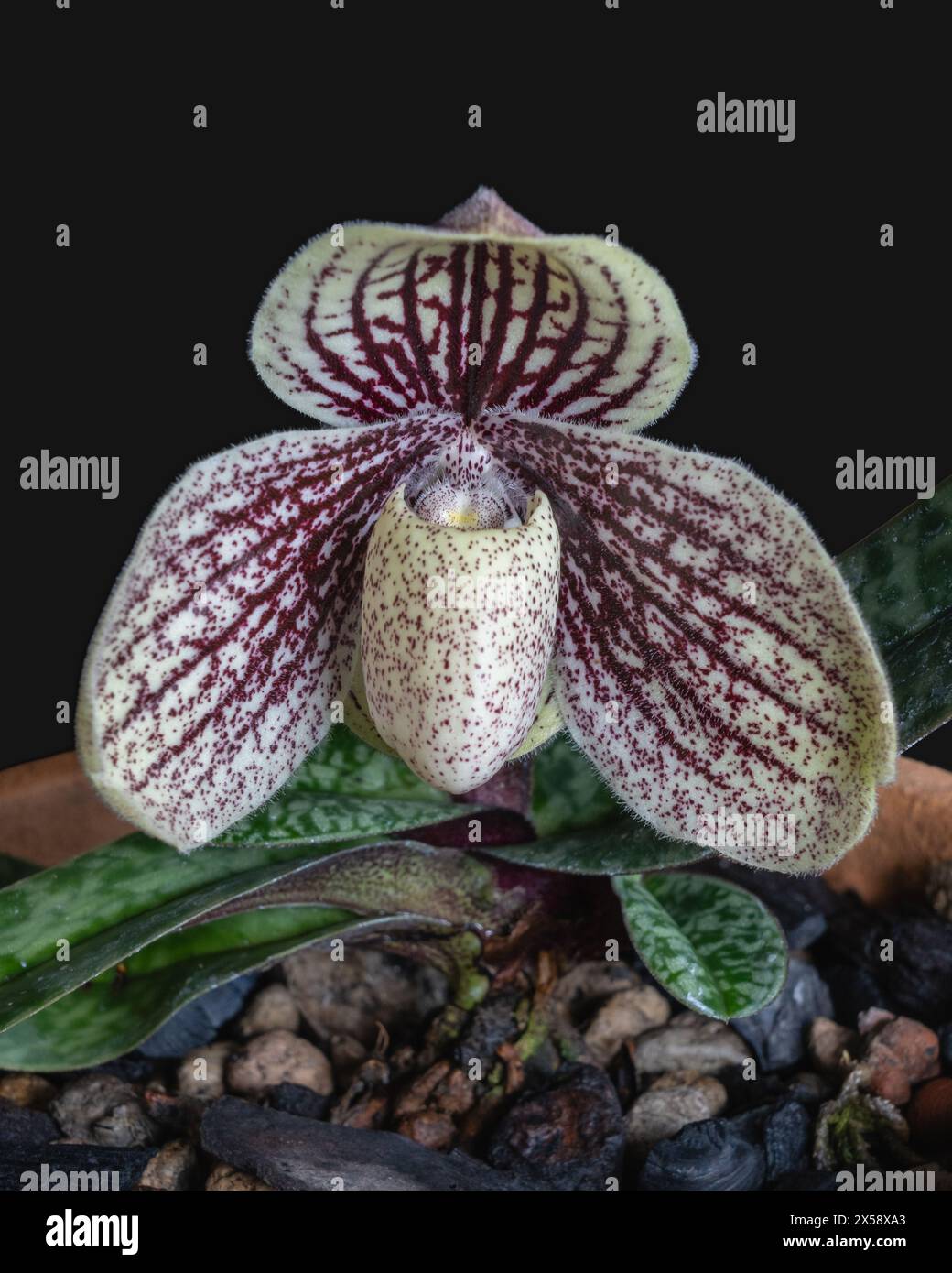 Closeup view of purple red and creamy white flower of potted lady slipper orchid species paphiopedilum myanmaricum isolated on black background Stock Photo