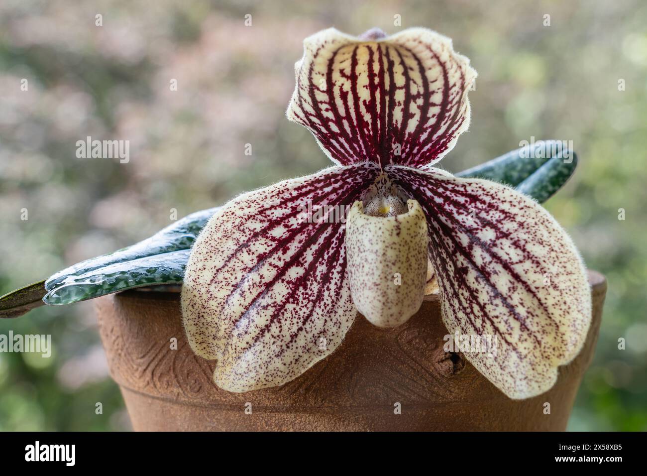 Closeup view of blooming lady slipper orchid species paphiopedilum myanmaricum with purple red and creamy white flower isolated on natural background Stock Photo