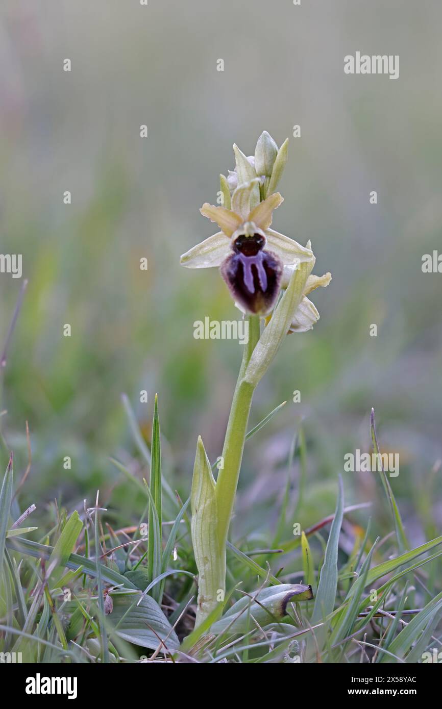 Early Spider Orchid at Dancing Ledge Dorset UK Stock Photo