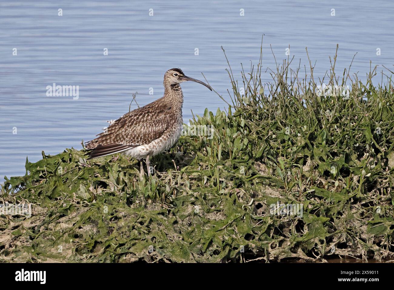 Rspb reserve arne hi-res stock photography and images - Alamy