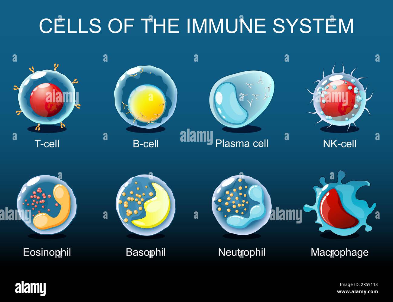 Cells of the immune system. White blood cells or leukocytes Plasma cell, Eosinophil, Neutrophil, Basophil, Macrophage, T-cell, NK-cell, B-cell. Isomet Stock Vector