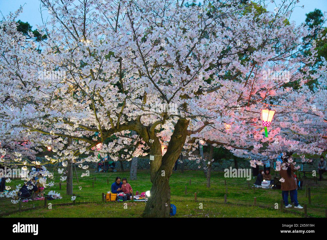 Japan Shikoku Takamatsu Cherry Blossoms Viewing Hanami Stock Photo 