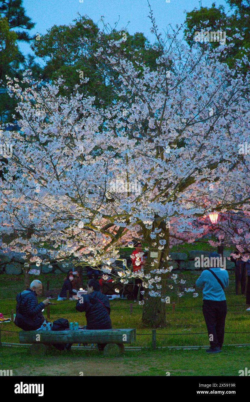 japan-shikoku-takamatsu-cherry-blossoms-viewing-hanami-stock-photo