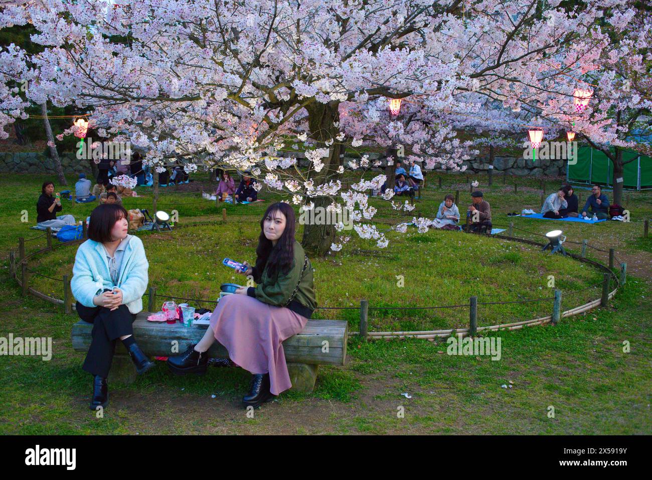 Japan Shikoku Takamatsu Cherry Blossoms Viewing Hanami Stock Photo 