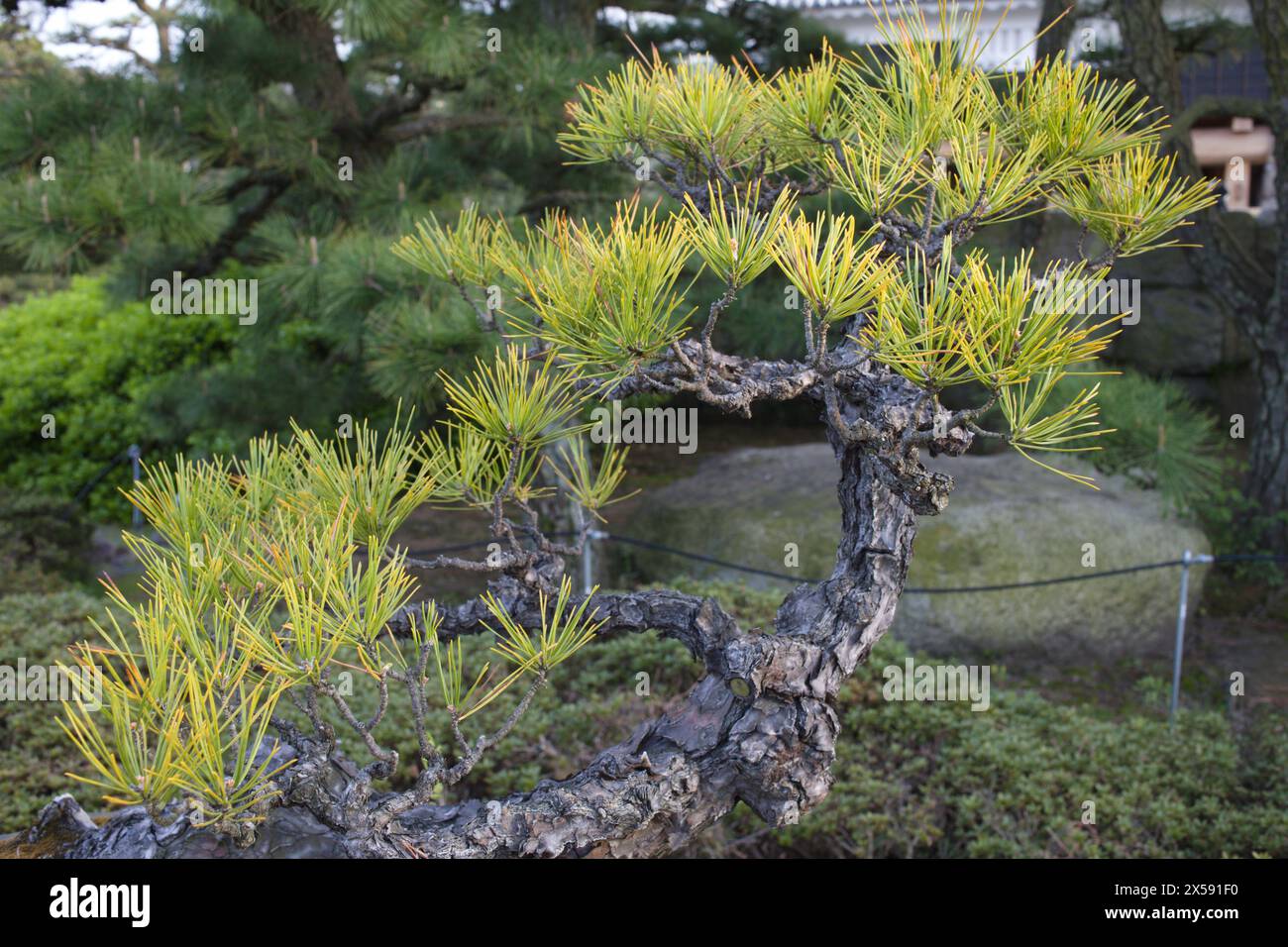Japan, Shikoku, Takamatsu, japanese pine tree, Stock Photo