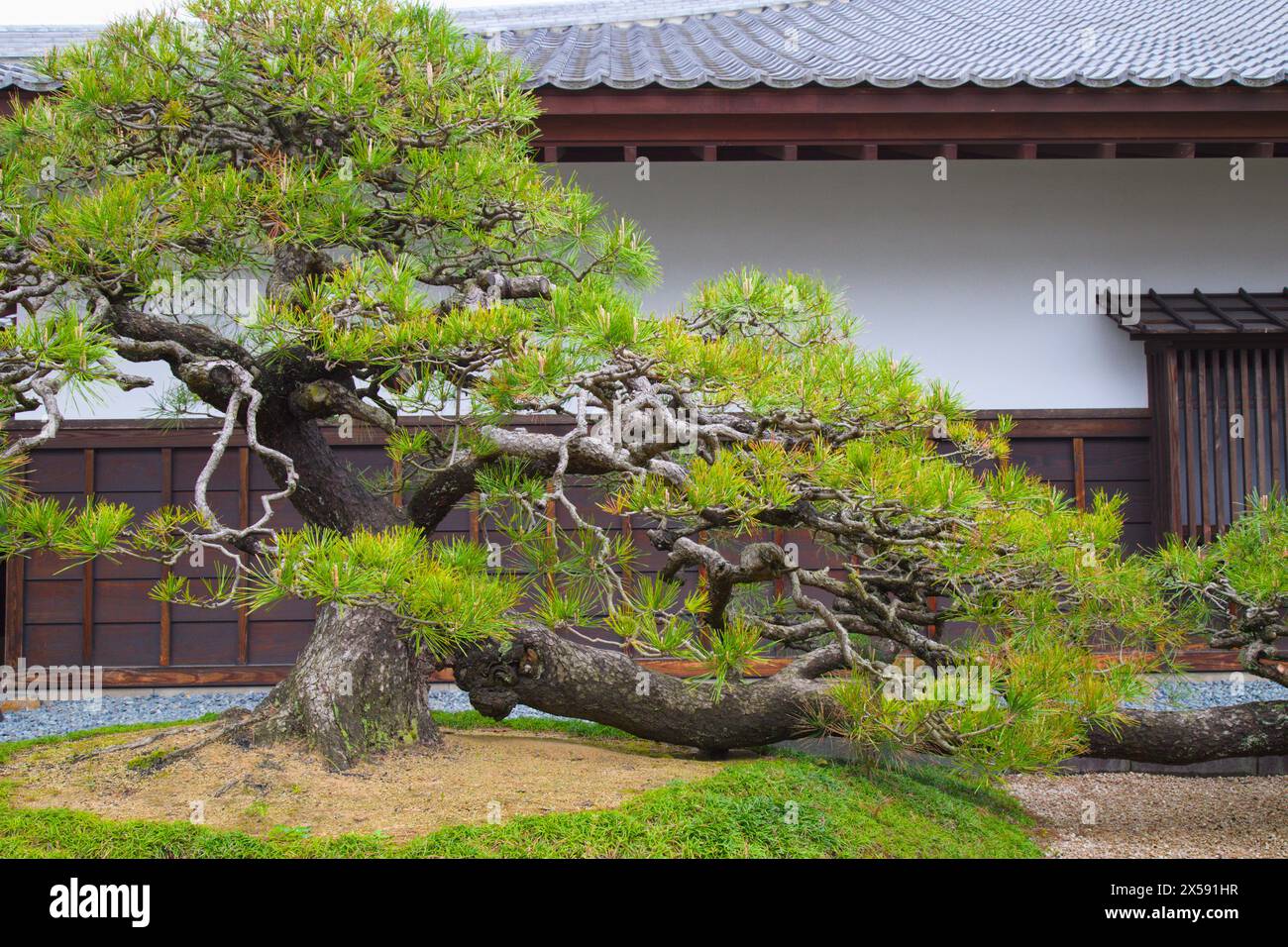 Japan, Matsue, Museum of History, japanese pine tree, Stock Photo