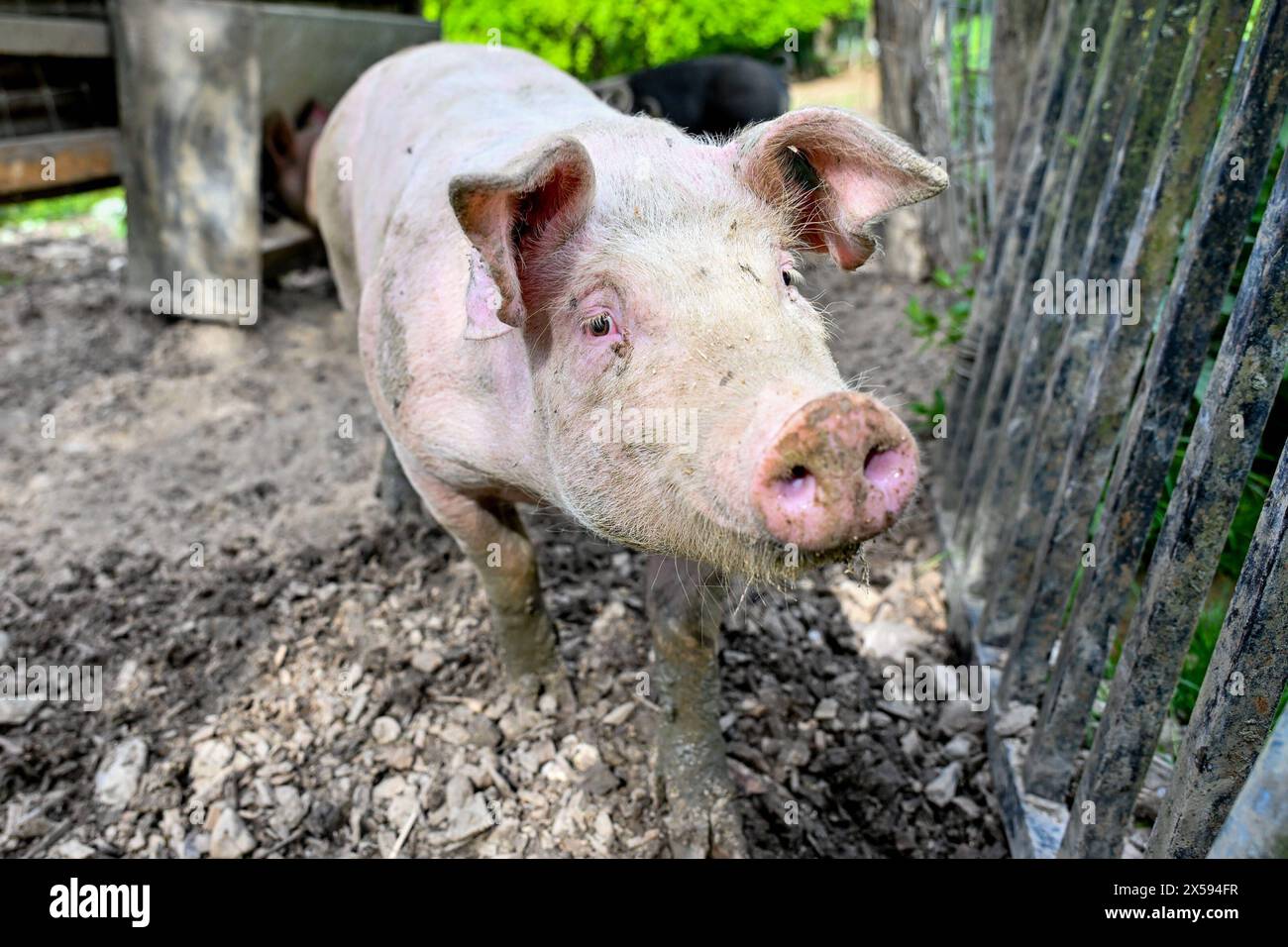 Landwirtschaft, Bauernhof 08.05.2024, Thening, AUT, Landwirtschaft