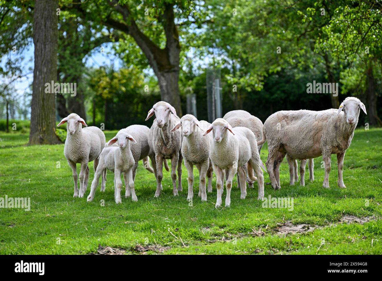 Nutztiere bild hi-res stock photography and images - Alamy