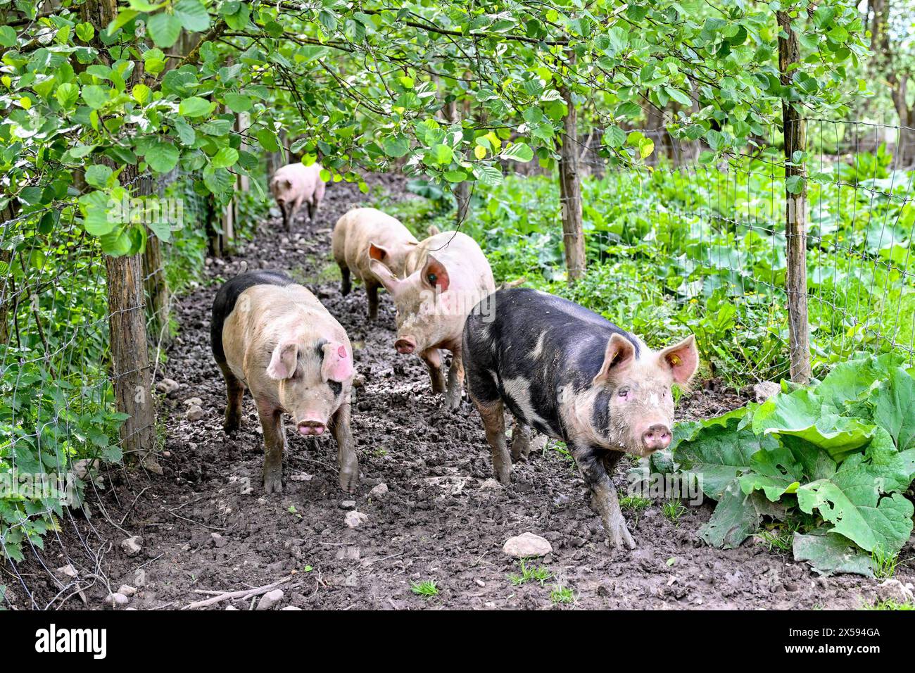 Landwirtschaft, Bauernhof 08.05.2024, Thening, AUT, Landwirtschaft