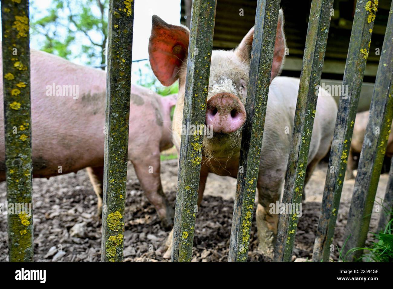 Landwirtschaft, Bauernhof 08.05.2024, Thening, AUT, Landwirtschaft