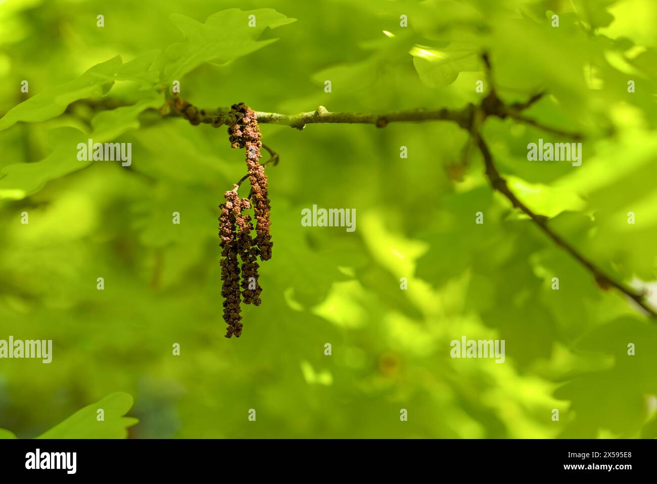 The oak catkin against the backdrop of fresh green oak leaves, blurred background Stock Photo