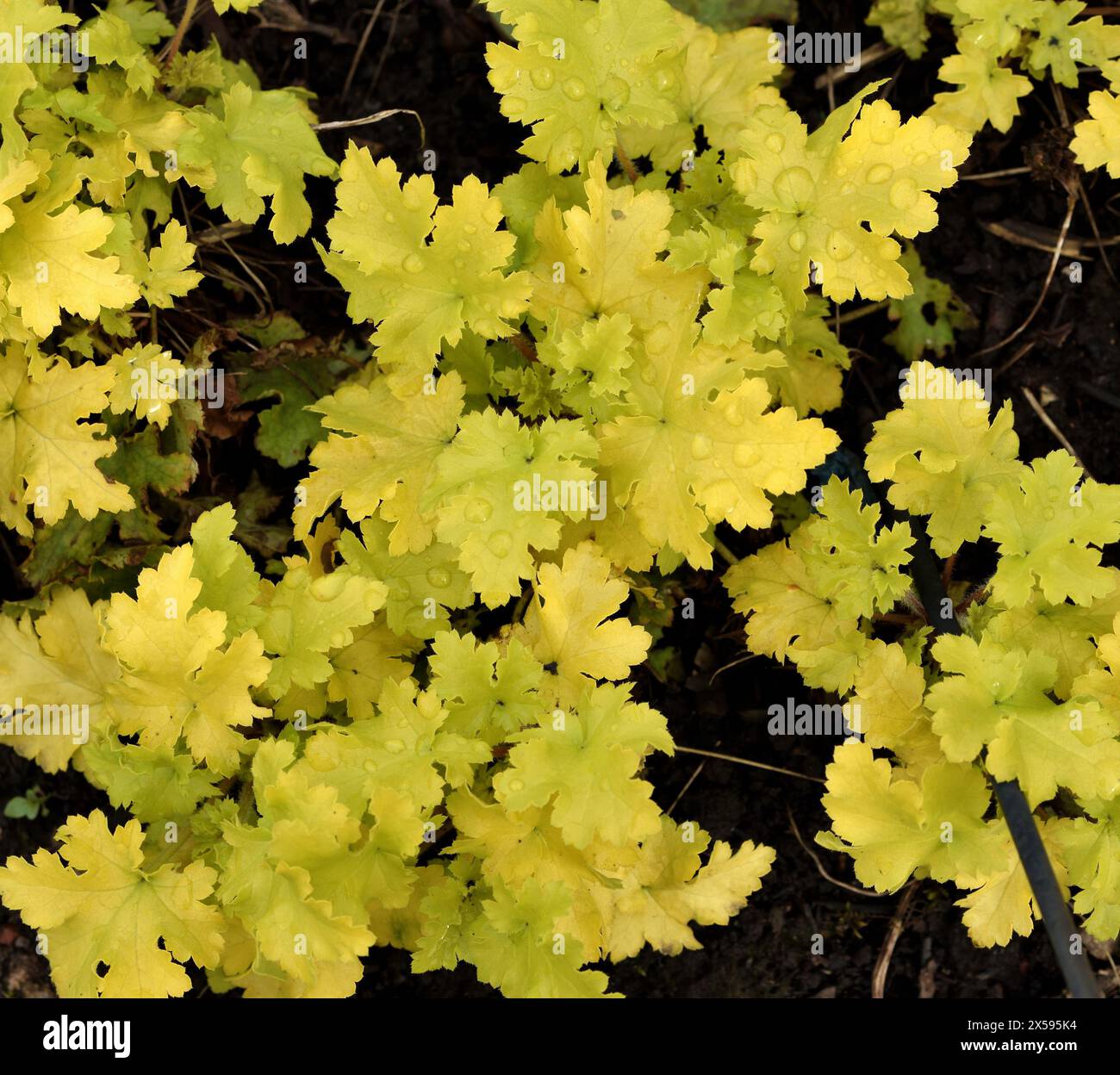 leaves-of-heuchera-lime-marmalade-stock-photo-alamy
