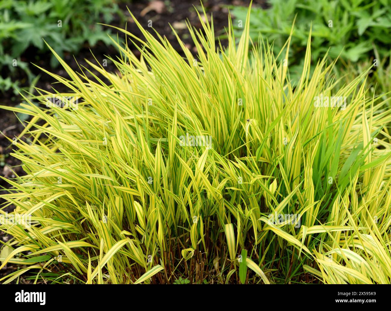 A clump of Hakonechloa macra Aureola. Stock Photo