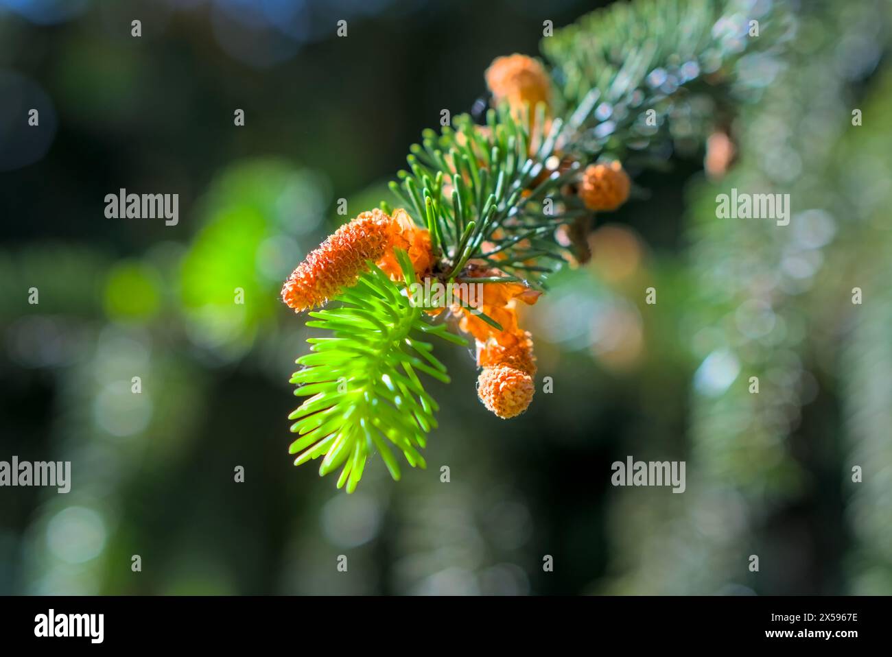 Young pine shoots and small cones horizontal shot, blurred background Stock Photo