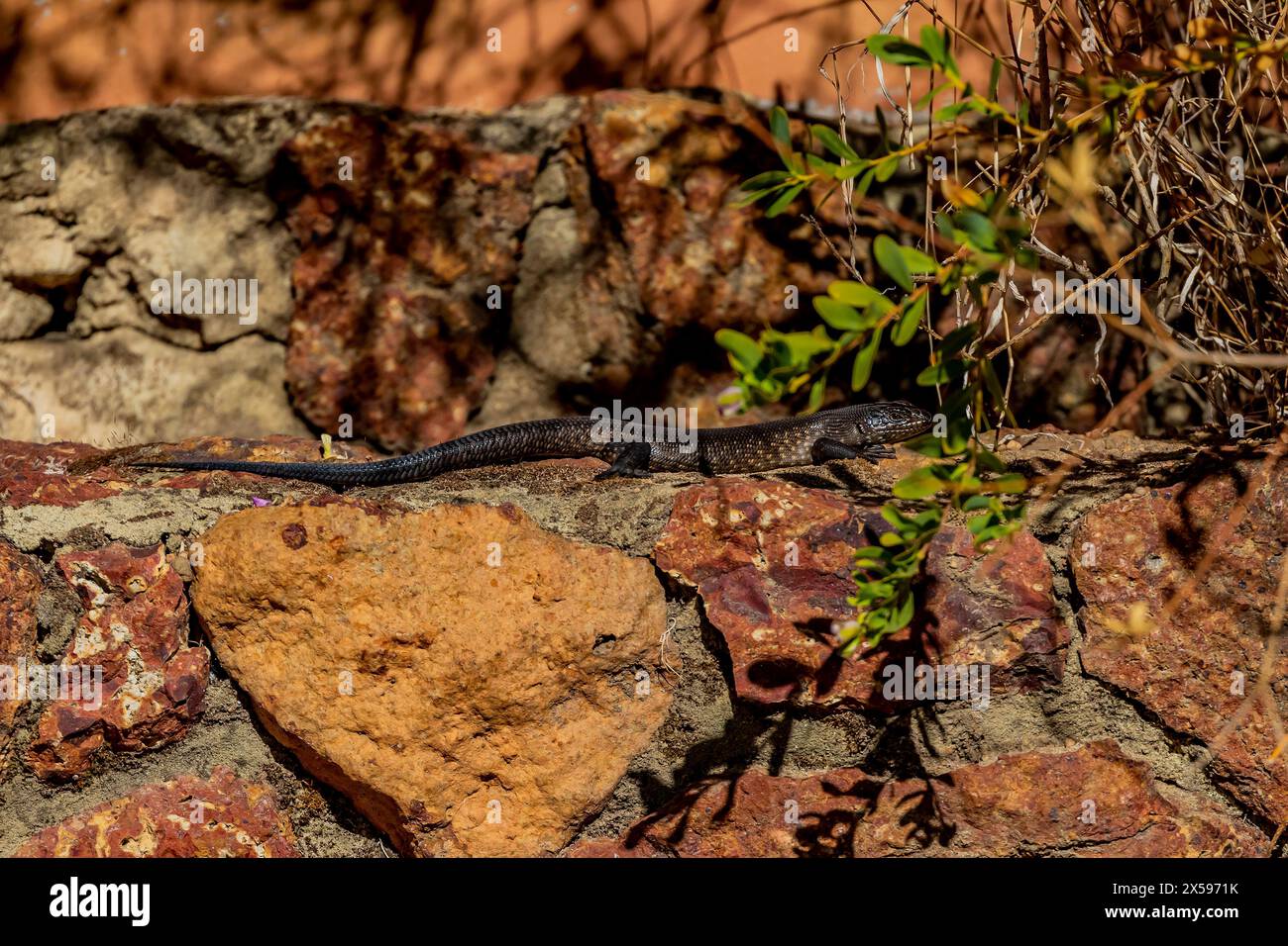 King's skink (Egernia kingii) a species of skink, a lizard in the family Scincidae. Endemic to Australia, Bickley in the Perth hils, Western Australia. Stock Photo