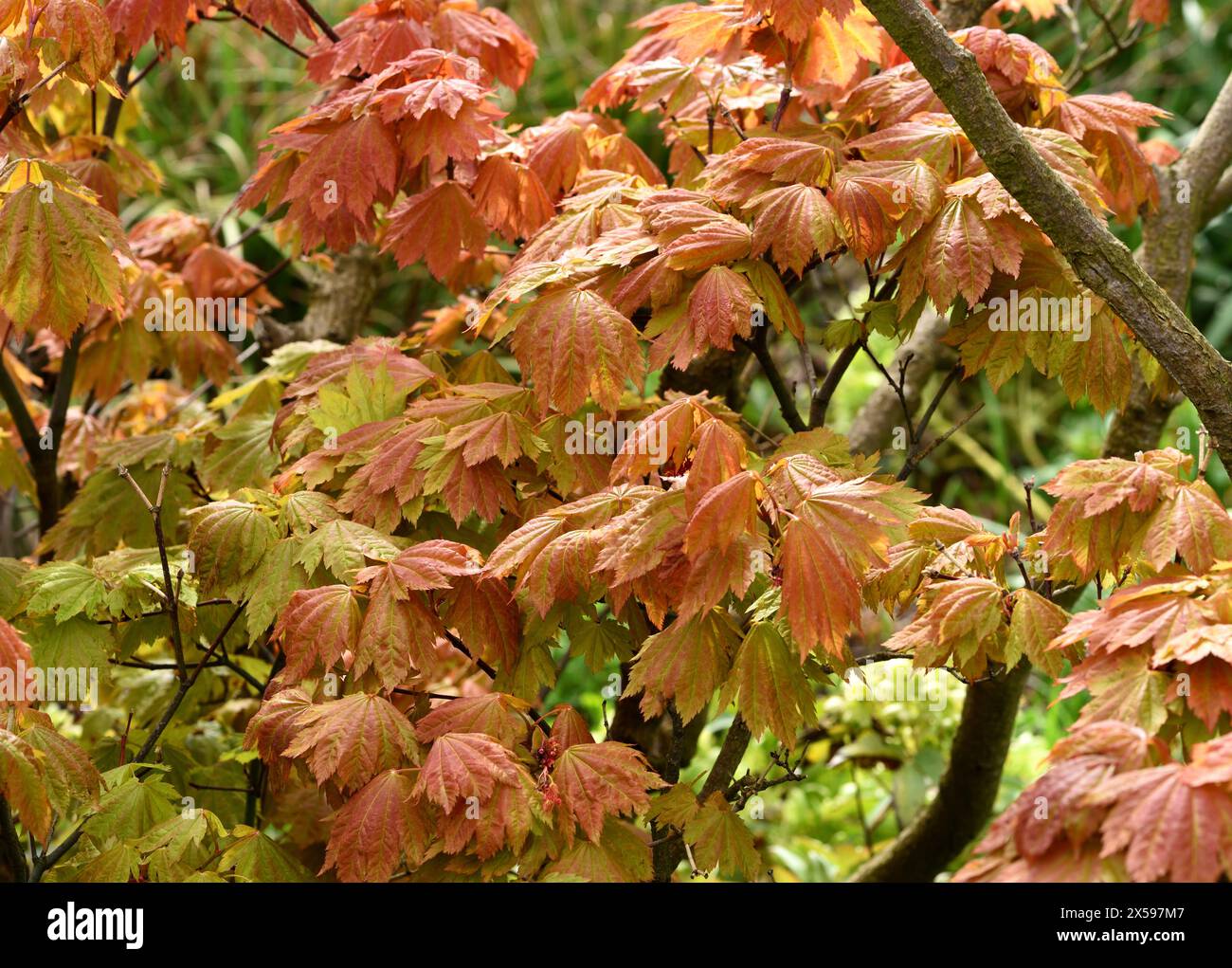 Closeup acer japanese maple hi-res stock photography and images - Alamy